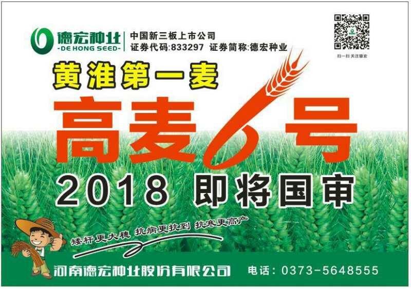 高麦6号