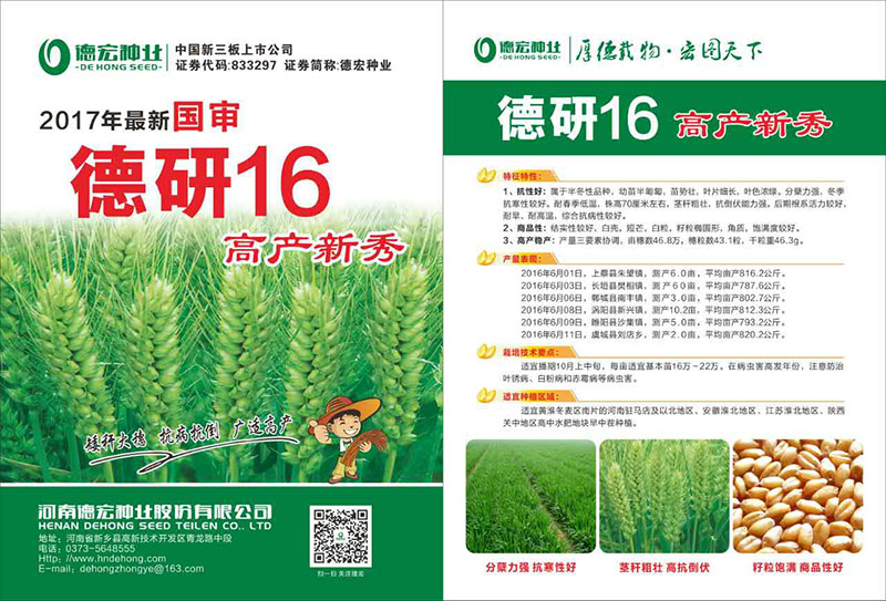 德研16号
