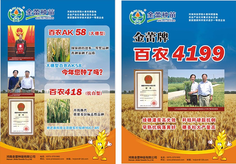 金蕾种苗