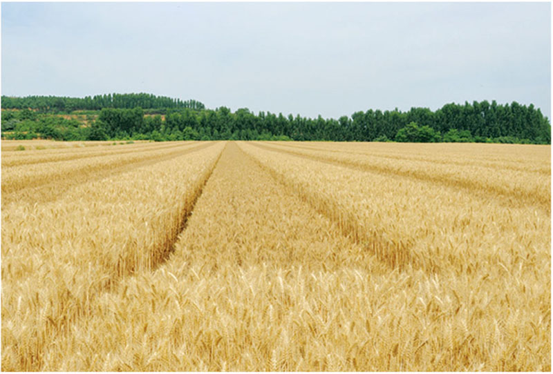 杂交小麦制种田